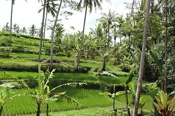 Junjungan Pool & 3*